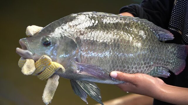 Aquaculture farmers hold quality tilapia yields in hand. Tilapia Farming.