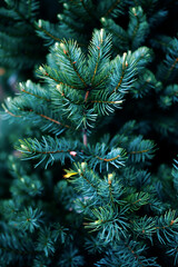 Detailed close-up of fresh pine tree branches with vibrant green needles creating natural texture in peaceful forest environment. Generative AI.