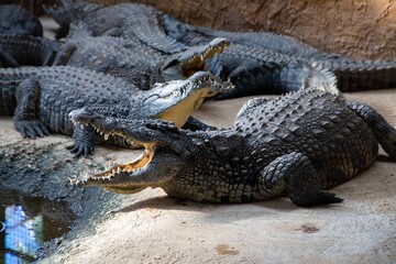 Large crocodiles resting on sandy ground near water, showcasing their powerful jaws and textured skin in a natural habitat, emphasizing wildlife conservation and biodiversity