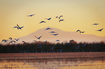Sandhill Crane in Lodi, California, USA