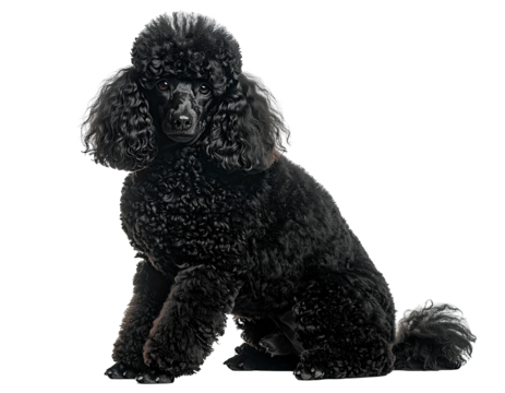 A poised, black poodle sits attentively, its curly fur a striking visual