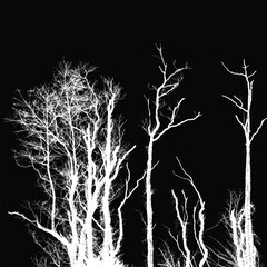 Silhouette of bare trees with branches isolated on black. Black and white vector illustration
