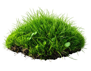 Isolated vibrant clump of green grass and small plants with visible soil