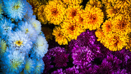 Colorful Flower Nature Background