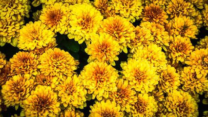 Colorful Flower Nature Background