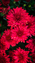 Colorful Flower Nature Background