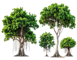 Four lush trees against a transparent background, varying heights