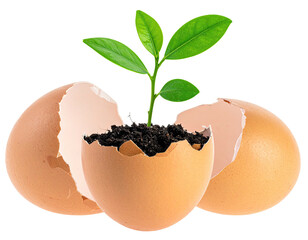 A sprout flourishes from soil inside cracked eggshells, symbolizing new beginnings