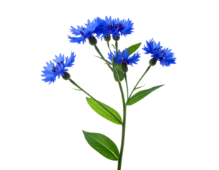 Fresh Blue Cornflower with Leaves – European Wildflower PNG