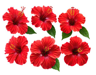 Six vibrant, digitally rendered red hibiscus blooms with green leaves against black