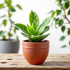 Obraz premium Green garden plant in terracotta pot with fantasy style and clipart look on wooden table