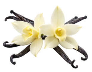 Close-up of creamy white vanilla orchid blooms with dried pods against black