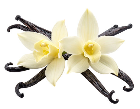 Close-up of creamy white vanilla orchid blooms with dried pods against black