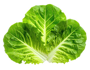 Crisp, green lettuce leaves, vividly lit, against a stark black background