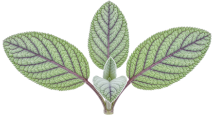 Green Textured Leaves with Purple Veins on Transparent Background