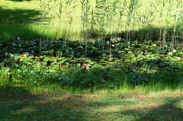 Pond in the Forest Cemetery in the Town Soltau, Lower Saxony
