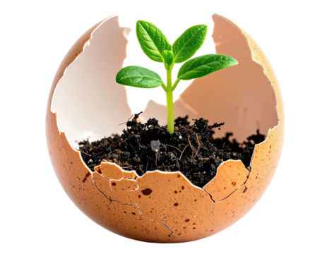 A green plant sprouts from soil inside a cracked eggshell, black background