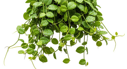 Hanging Green Dischidia Ovata Plant With Round Leaves And Water Droplets isolated on Transparent Background