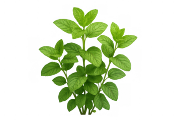Fresh green spearmint plant growing with vibrant leaves, an aromatic seasoning herb with transparent background