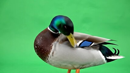 Male mallard duck with iridescent green head standing on a green screen background