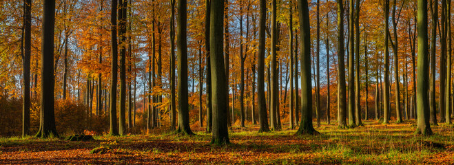 Panorama of a beech forest in autumn, bathed in the beautiful evening light of the setting sun.