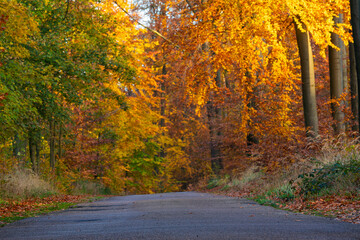 A picturesque asphalt road running through an autumn beech forest