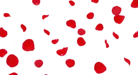 Red Rose Petals Falling On Black Background