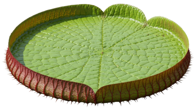 Large Green Lily Pad With Red Underside Floating On Water isolated on Transparent Background
