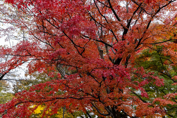 日本周遊　信州小諸城址懐古園の晩秋