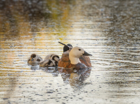 ducks in the water - Powered by Adobe