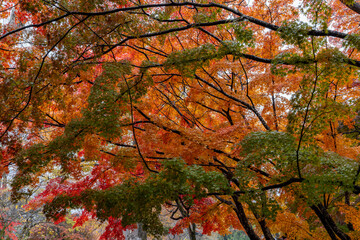日本周遊　信州小諸城址懐古園の晩秋