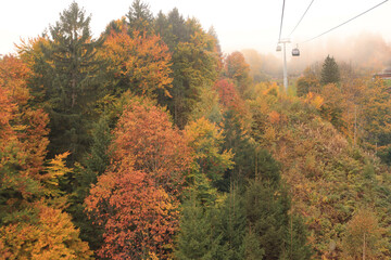 Herbstliche Berner Alpen; Gondelbahn zum Männlichen über dem Bergwald