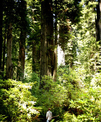 Fototapeta premium path in the forest of redwoods in california 