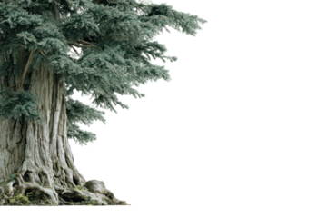 Majestic Ancient Banyan Tree