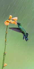 Fototapeta premium Green hummingbird feeding on orange flower in rain