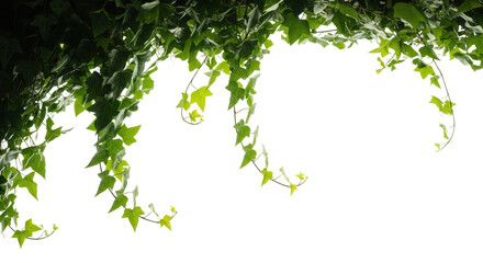 Lush Green Ivy Vines Cascading Downward isolated on Transparent Background