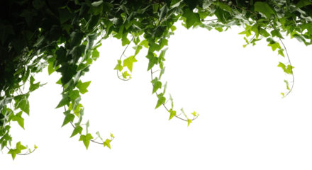 Lush Green Ivy Vines Cascading Downward isolated on Transparent Background