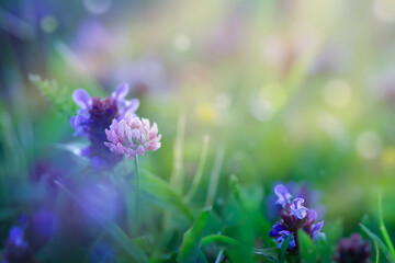 Summer background, meadow flowers in the sun