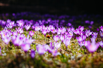 Fototapeta premium Idyllic place and magical meadow of purple crocuses covering the ground in the spring.
