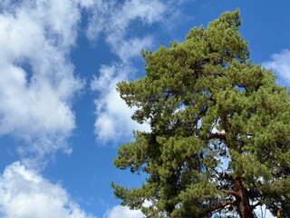 Conifer pine tree and sky.