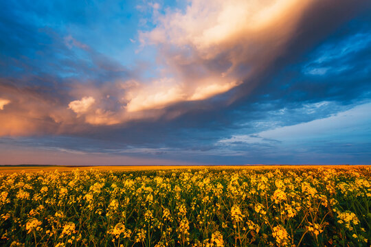 Spectacular yellow canola field and stormy sky at sundown. Textured and dynamic sky.