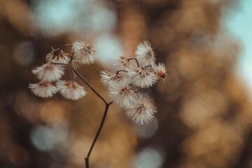 autumn in the forest