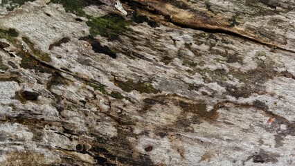 Abstract Wood Grain Texture with Moss and Natural Pattern Background