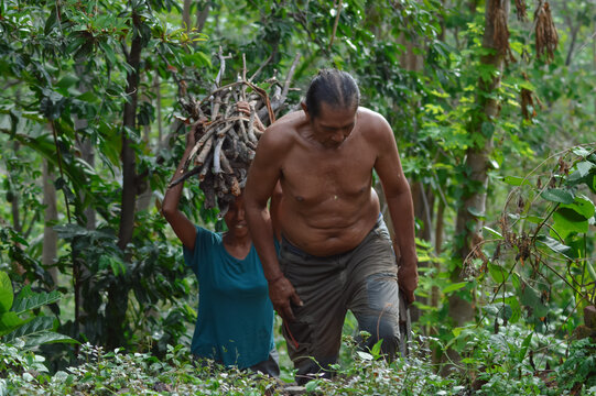 A middle-aged, shirtless farmer leads the way up a steep rural path as his wife follows behind, expertly balancing a heavy bundle of firewood on her head through dense, overgrown farmland.
