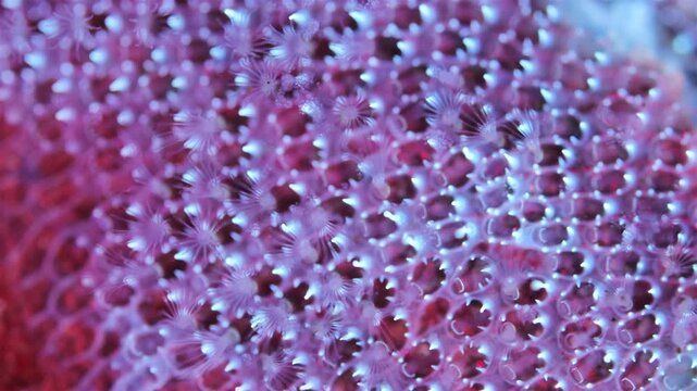 Colony of Bryozoa Electra pilosa under microscope, family Electridae. Under ultraviolet light. White Sea.