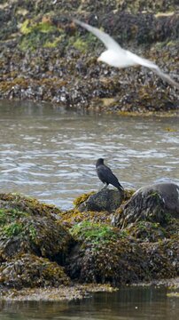 Crow Perched on Rocky Shoreline at Low Tide in Scotland