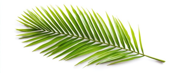 Obraz premium Isolated bright-green palm frond on white