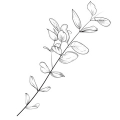 Hand Drawn Flower Outline Illustration