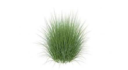 Fresh green chives bunch isolated closeup natural culinary herb isolated on white background