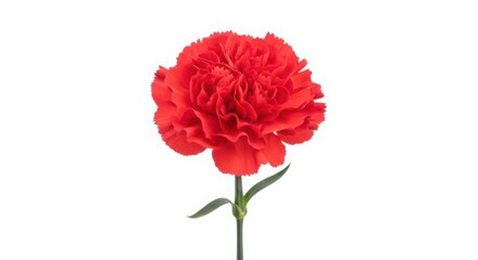 Obraz premium Vibrant red carnation flower isolated on a clean isolated on white background